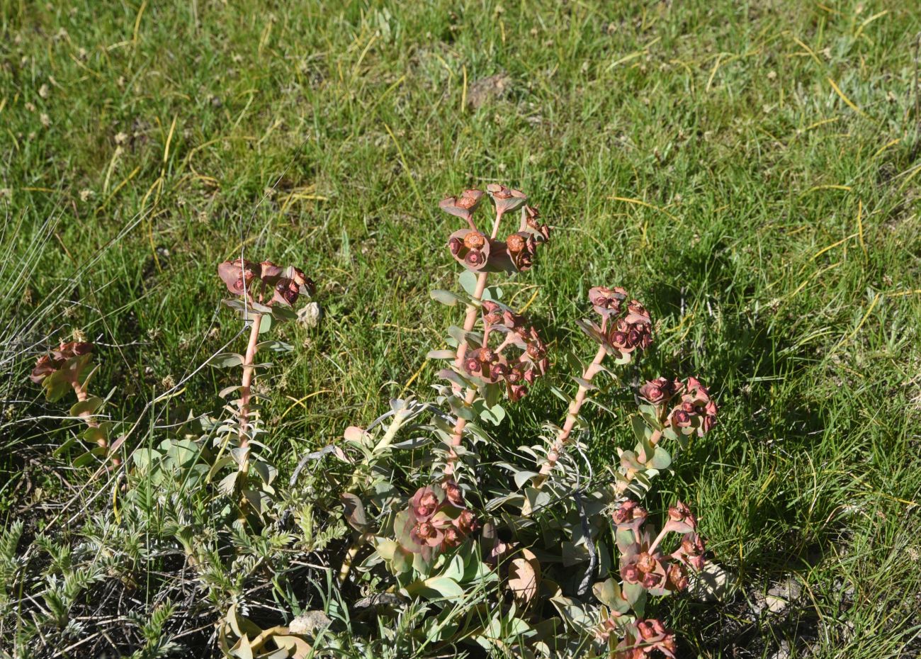 Изображение особи Euphorbia armena.