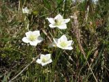Parnassia palustris. Верхушки побегов с цветками и кормящейся мухой. Казахстан, Жамбылская обл., Жуалынский р-н, запов. \"Аксу-Джабаглы\"; Таласский Алатау, ущ. Коксай, ≈ 2200 м н.у.м., берег речки. 16 августа 2025 г.