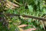 genus Cirsium