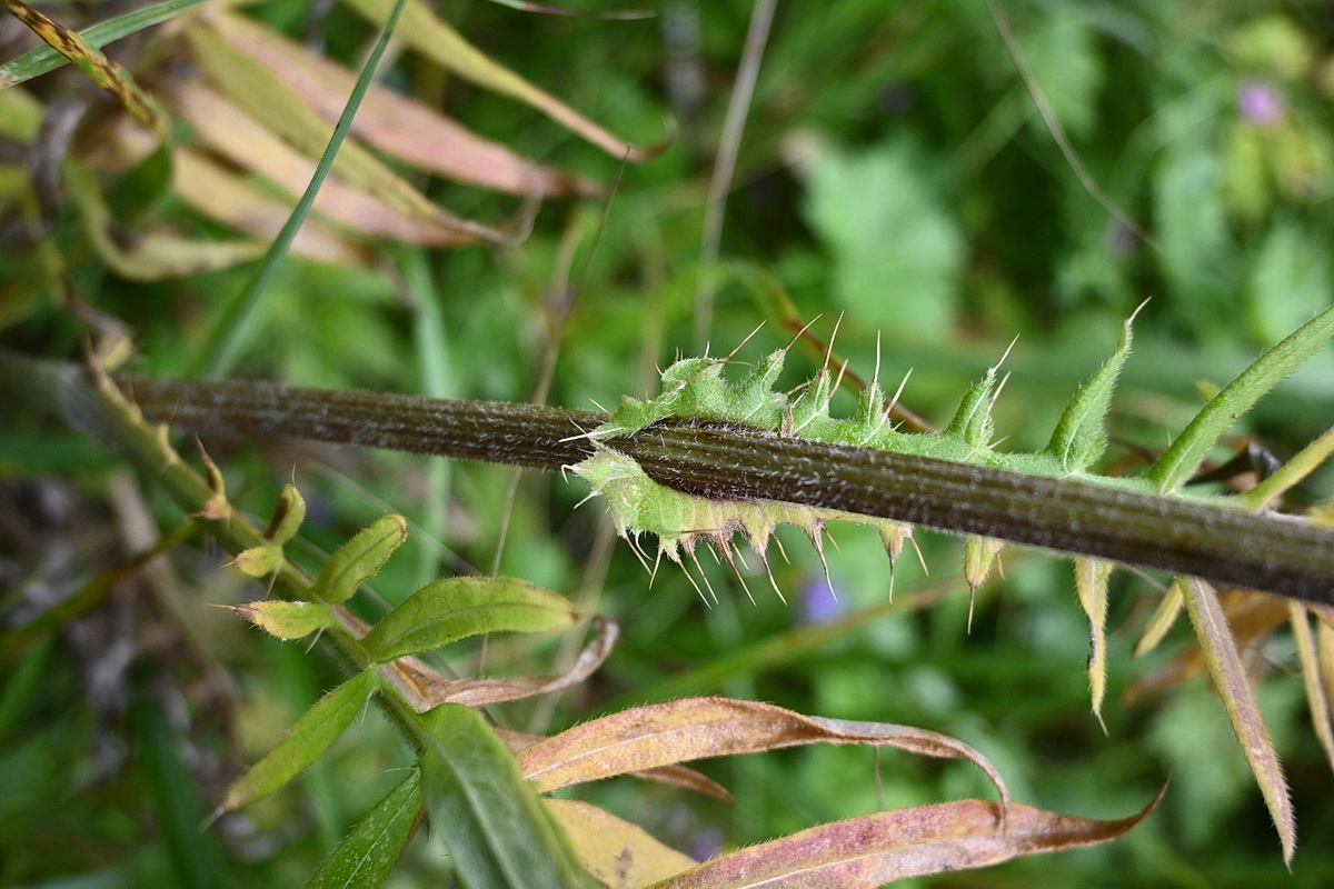 Image of genus Cirsium specimen.