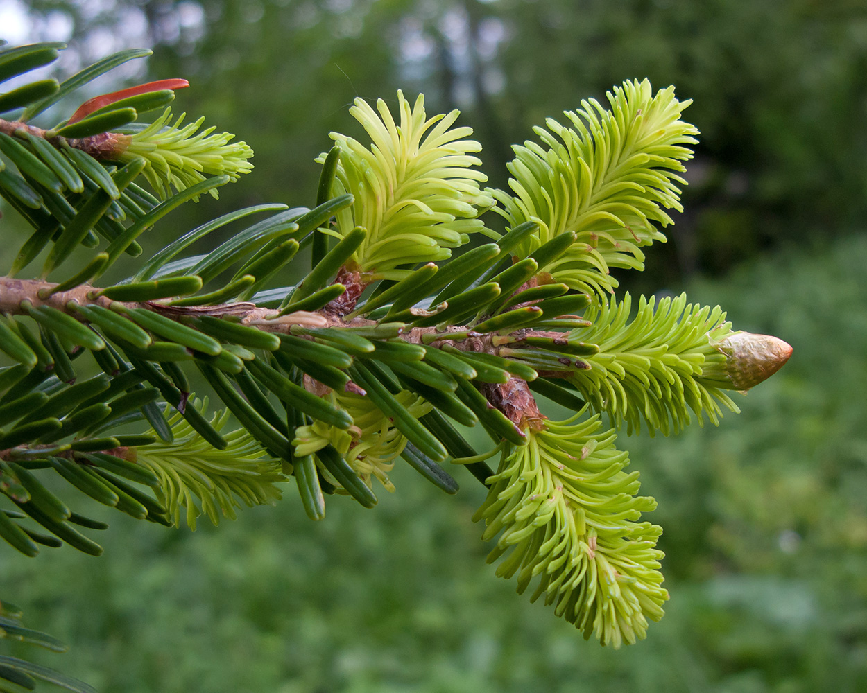 Image of Abies nordmanniana specimen.