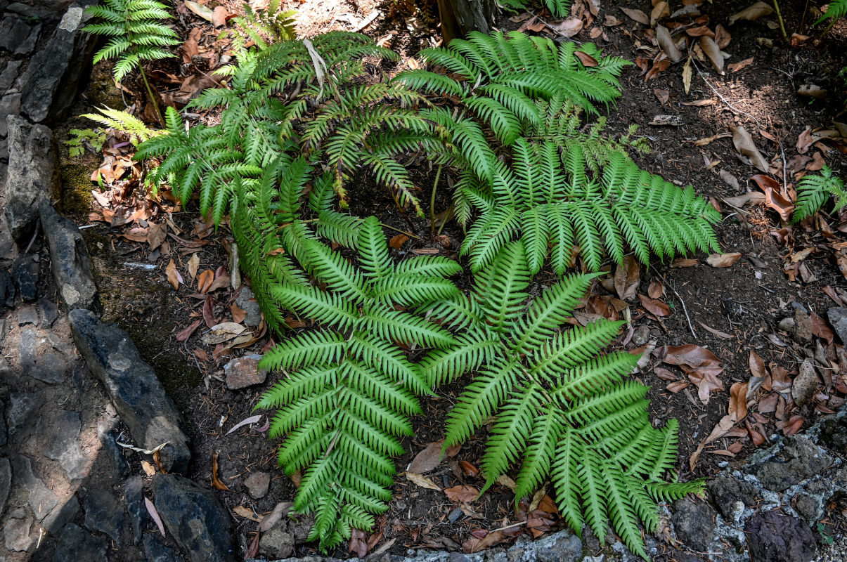 Изображение особи Woodwardia radicans.