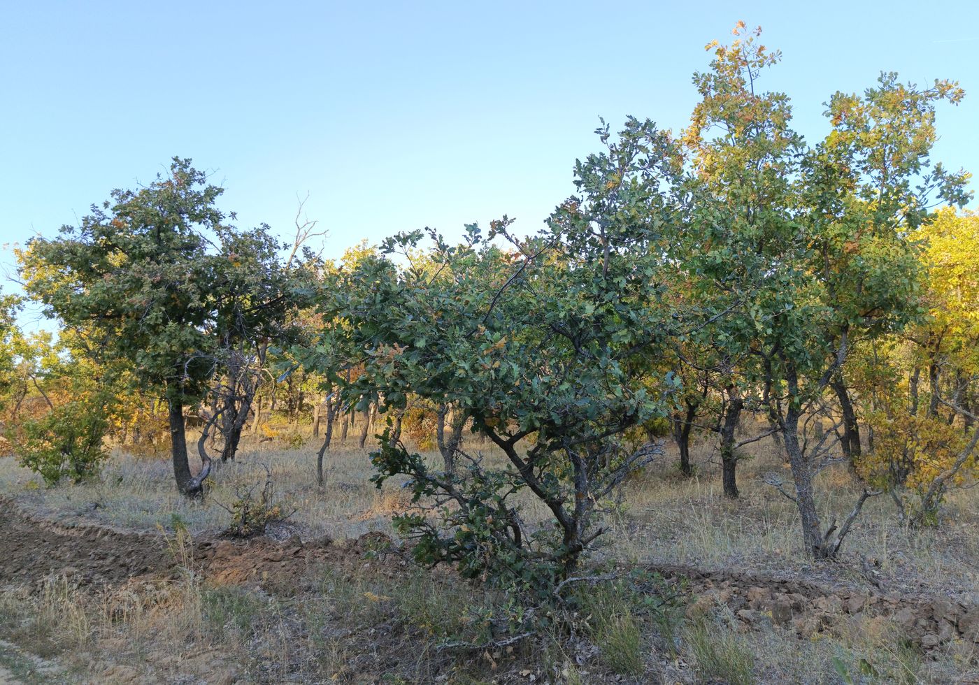 Изображение особи Quercus robur.