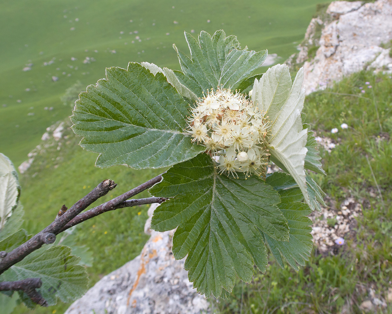 Image of Sorbus caucasica specimen.