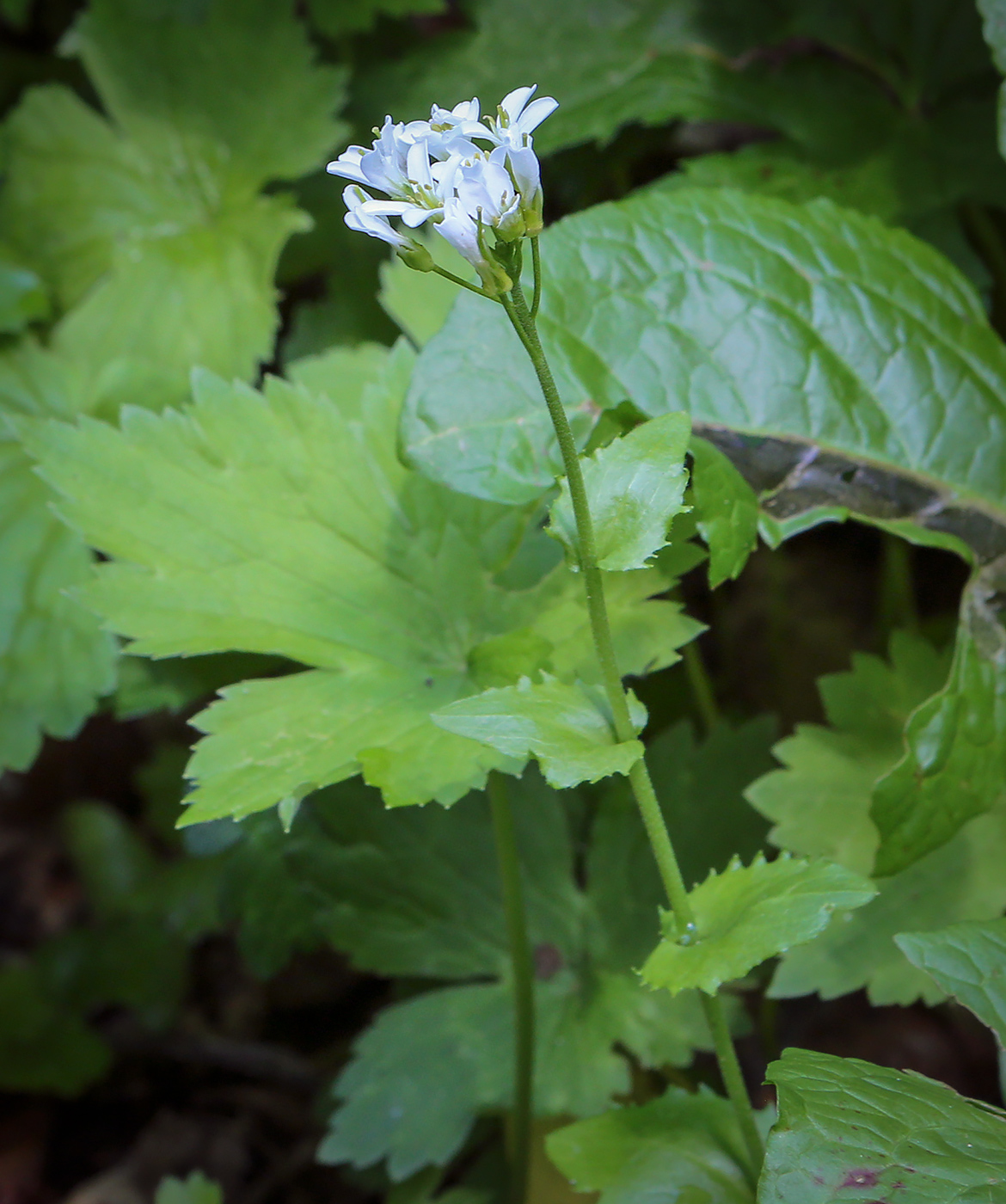 Изображение особи Arabis nordmanniana.