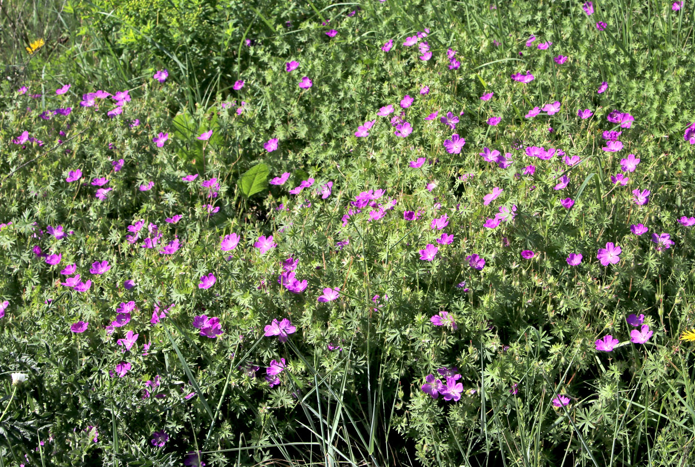 Image of Geranium sanguineum specimen.