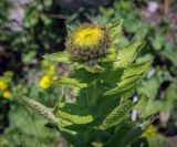 Inula orientalis