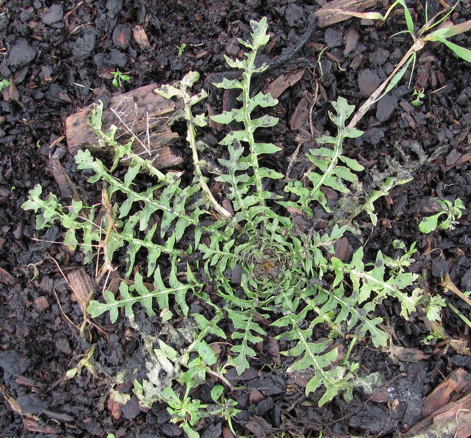 Image of genus Sisymbrium specimen.