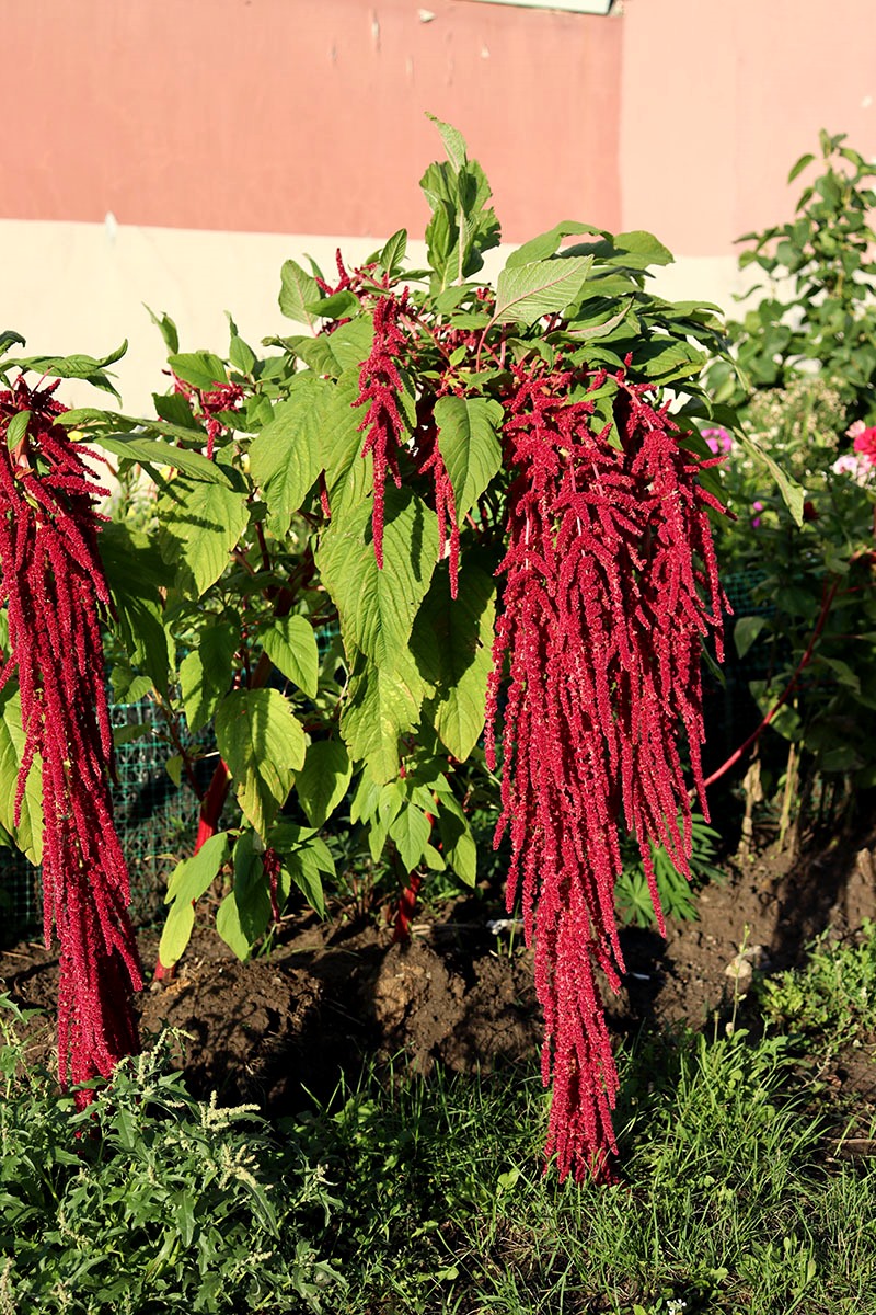 Изображение особи Amaranthus caudatus.