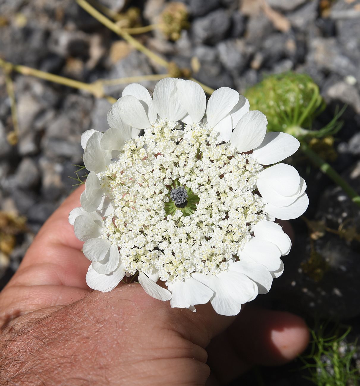 Image of Artedia squamata specimen.