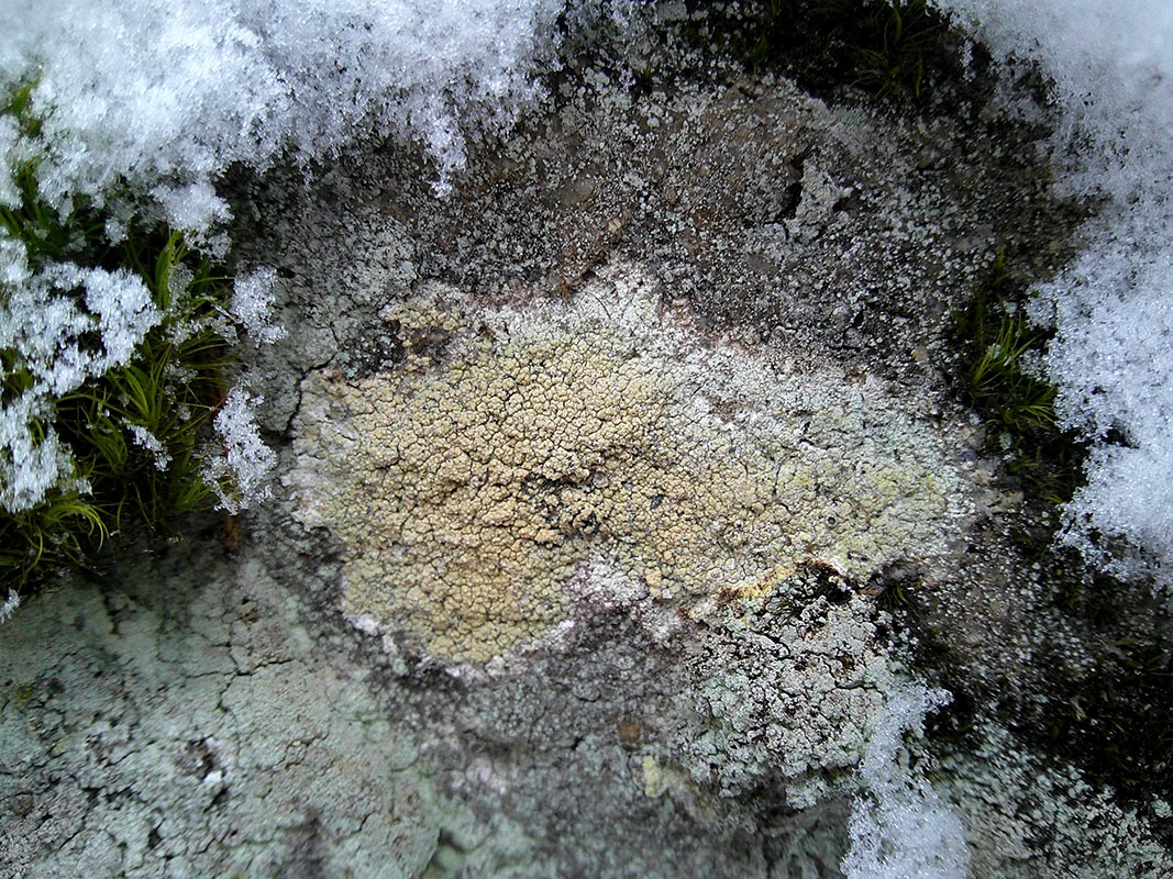 Image of Diploschistes scruposus specimen.