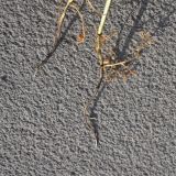 genus Vicia. Основания побегов и верхние части корней. Турция, ил Карс, окр. Ани, площадка перед входом в крепость. 28 мая 2025 г.