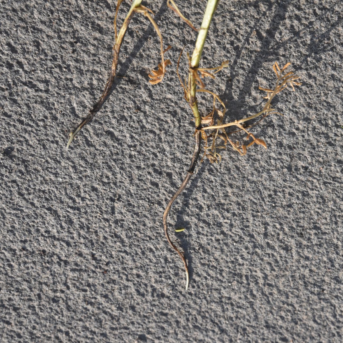 Image of genus Vicia specimen.