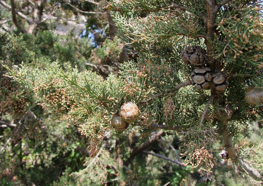 Image of Cupressus sempervirens specimen.
