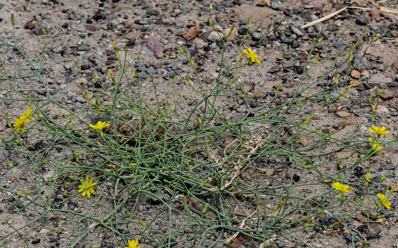 Изображение особи род Chondrilla.