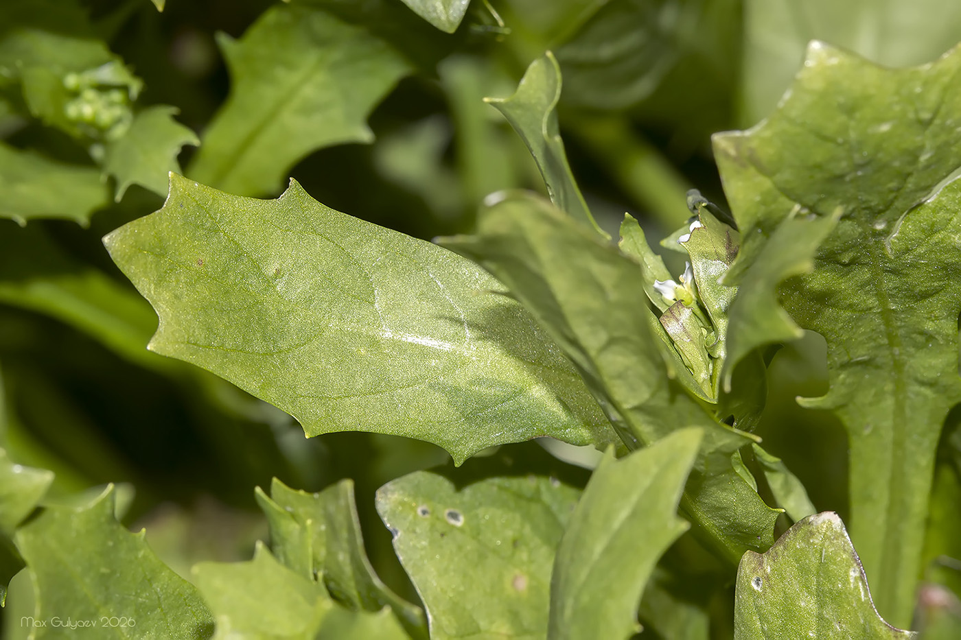 Изображение особи Calepina irregularis.