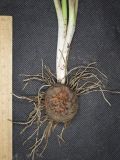 Arum elongatum. Клубень, корневая система и основание побега генеративного растения. Краснодарский край, м/о город-курорт Геленджик, окр. с. Возрождение, широколиственный лес. 2 мая 2026 г.