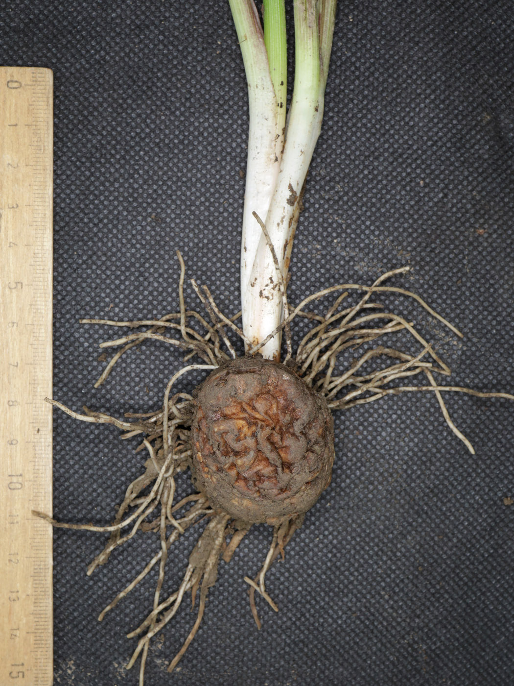 Изображение особи Arum elongatum.