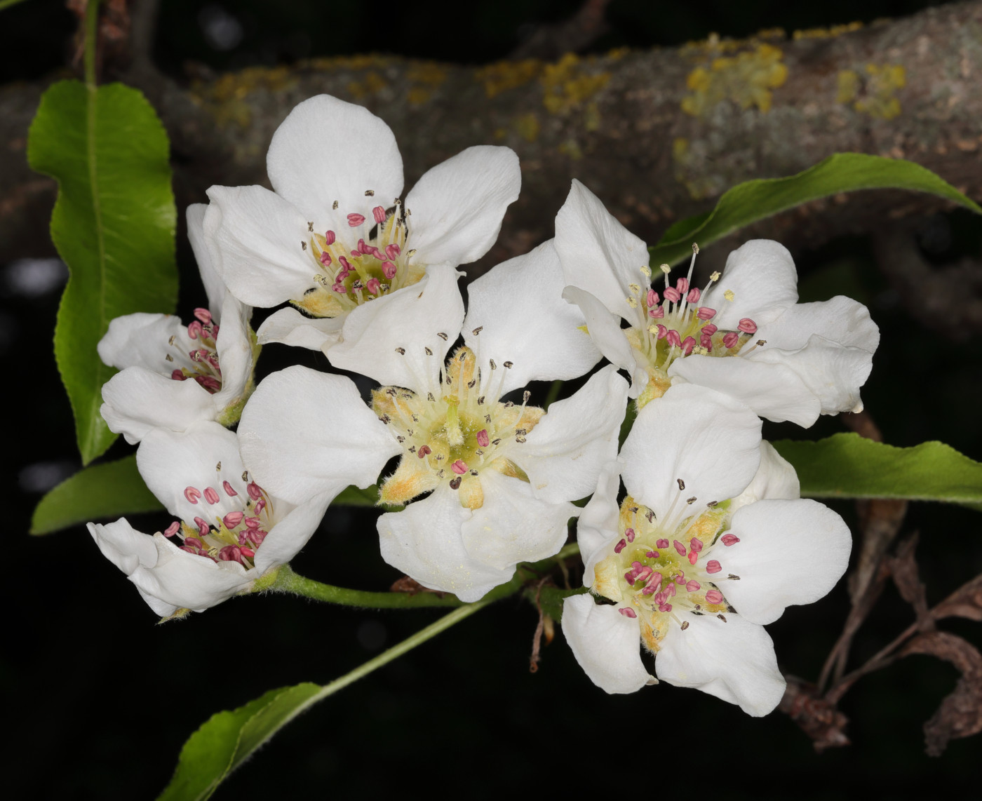 Изображение особи Pyrus zangezura.