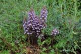 род Orobanche
