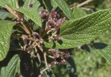 Viburnum rhytidophyllum. Часть соплодия с незрелыми плодами и фрагменты листьев. Испания, Каталония, пров. Барселона, комарка Осона, муниципалитет Виланова-де-Сау, водохранилище Сау, озеленение парковочной площадки. 31.05.2026.