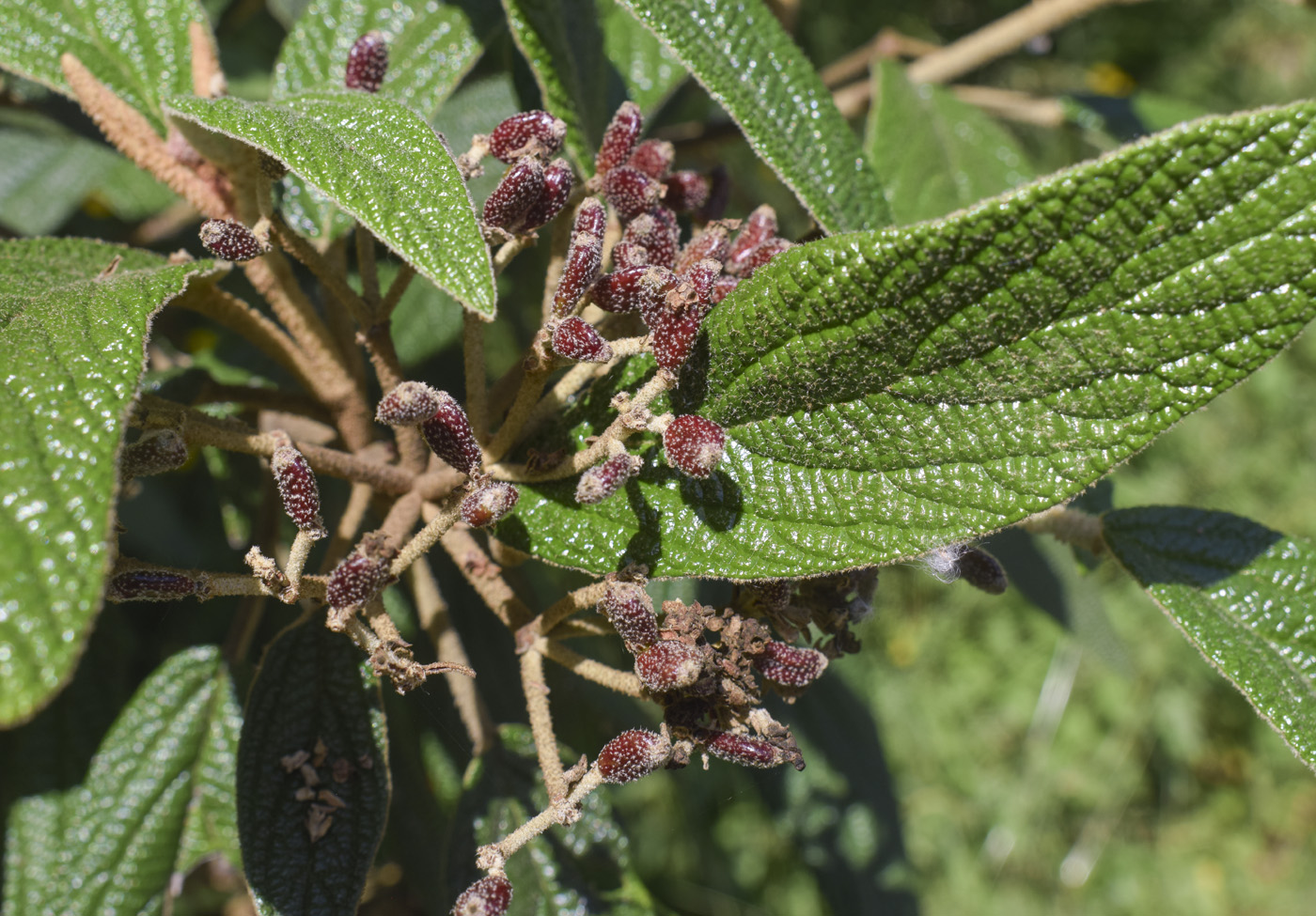 Image of Viburnum rhytidophyllum specimen.