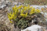 Sedum urvillei. Цветущие растения. Крым, Севастополь, Инкерман, гора Монастырская. 21.06.2026.