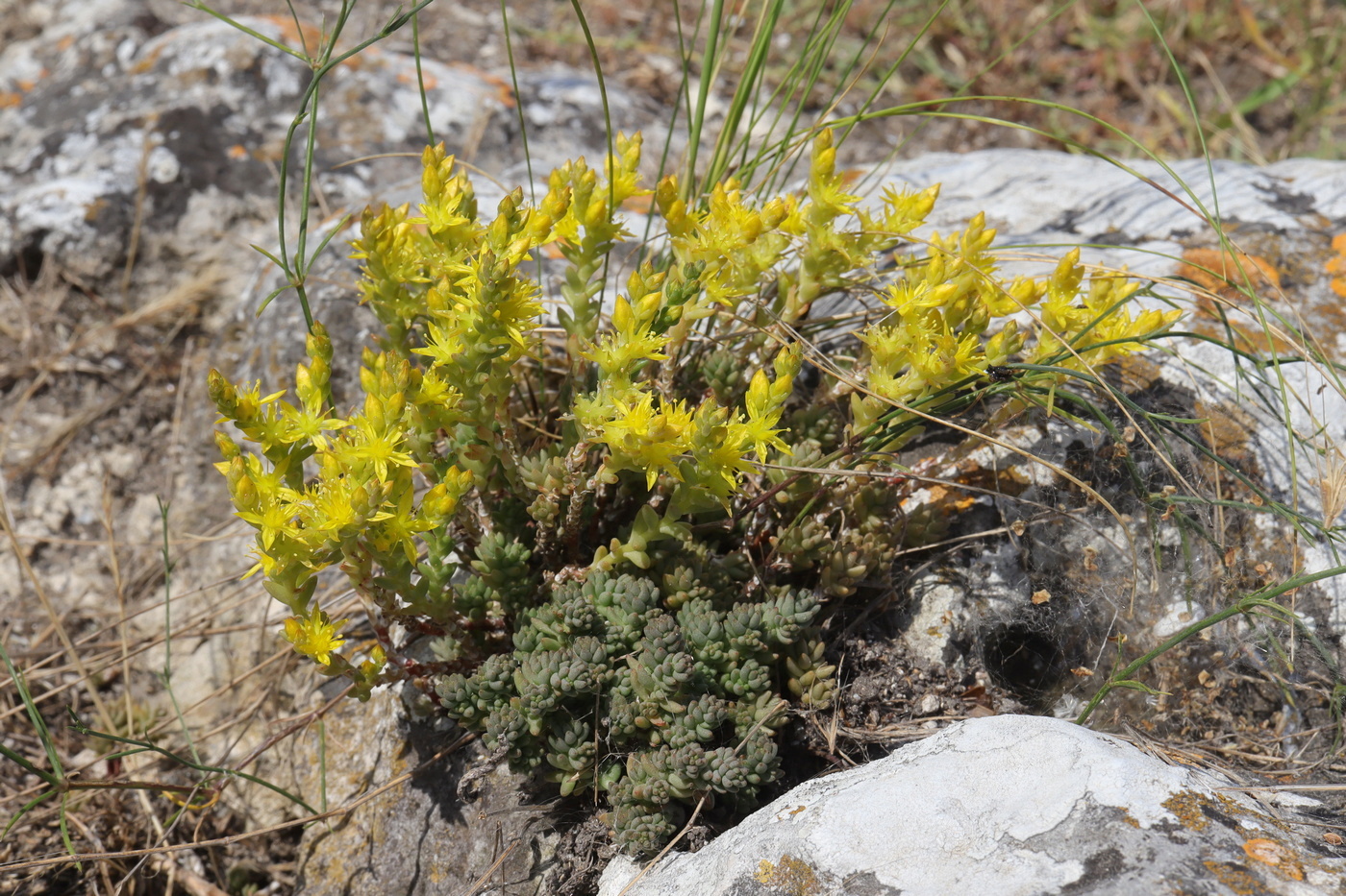 Image of Sedum urvillei specimen.