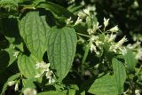 род Philadelphus
