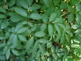 Смотреть изображение Sambucus ebulus
