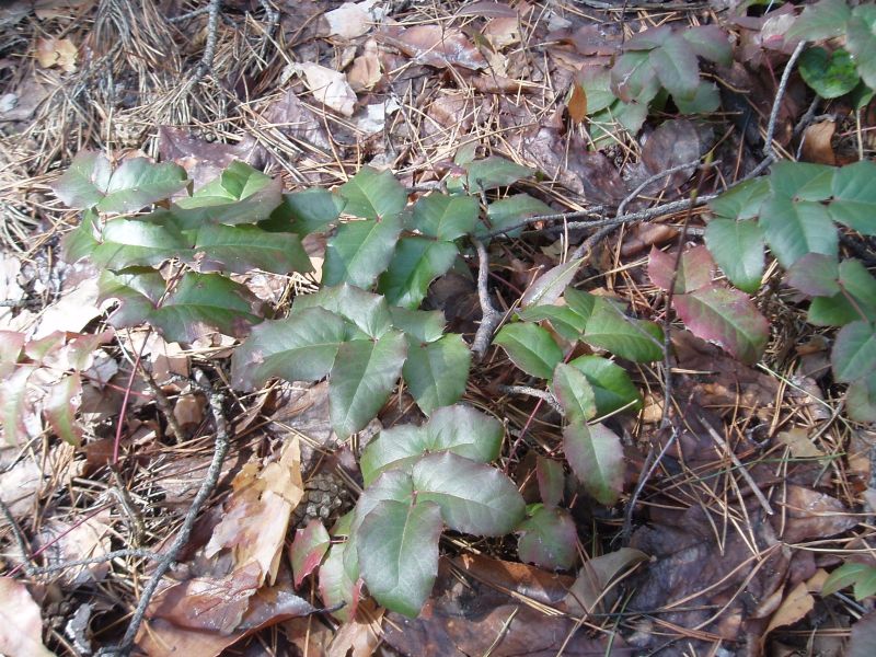 Image of Mahonia aquifolium specimen.