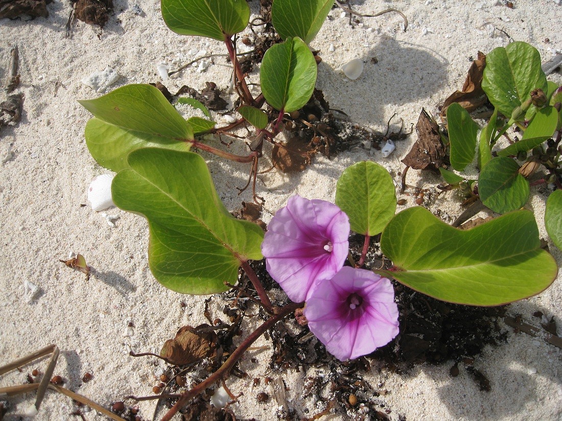Изображение особи Ipomoea pes-caprae.