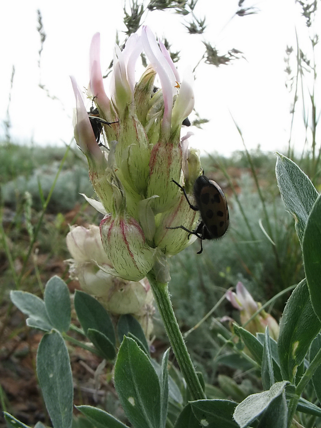 Image of genus Astragalus specimen.