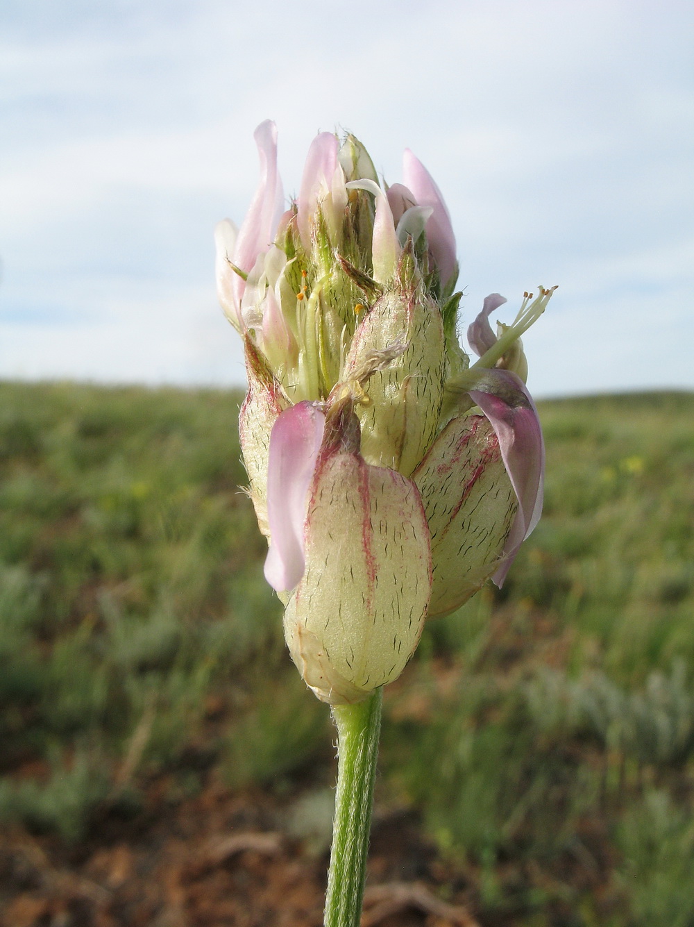 Image of genus Astragalus specimen.