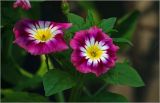 Convolvulus tricolor. Цветки ('Кокарда красный'). Московская обл., Раменский р-н, окр. дер. Хрипань, садовый участок. 20.08.2026.