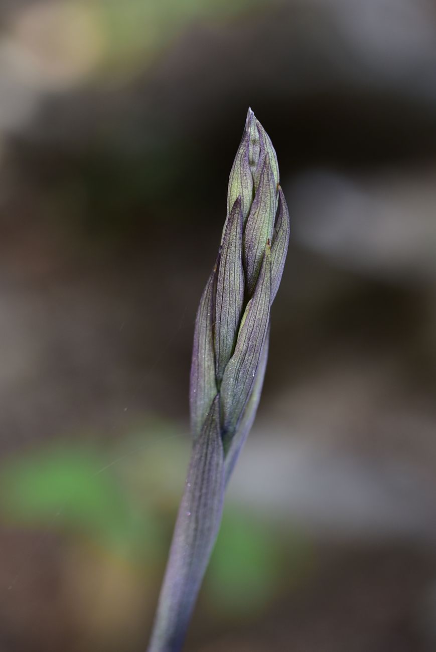 Image of Limodorum abortivum specimen.