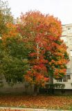 Acer platanoides. Дерево в осенней окраске. Московская обл., Павлово-Посадский ГО, г. Электрогорск, ул. Горького, озеленение. 27.09.2026.