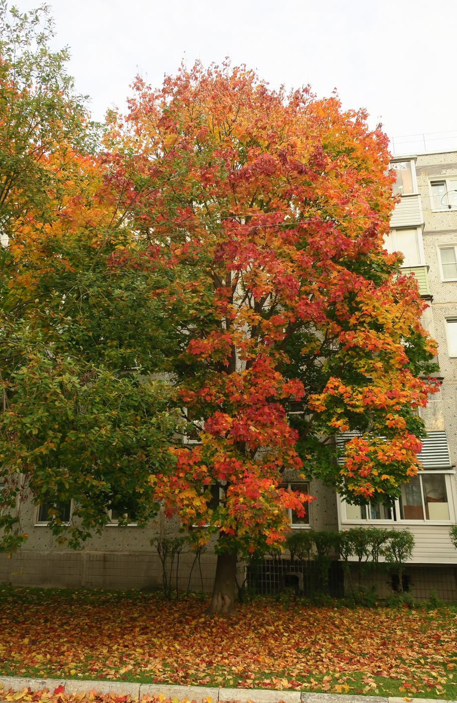 Image of Acer platanoides specimen.