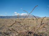 Salsola collina. Высохшее растение. Кыргызстан, Кочкорская дол., пустынная степь. 07.10.2026.