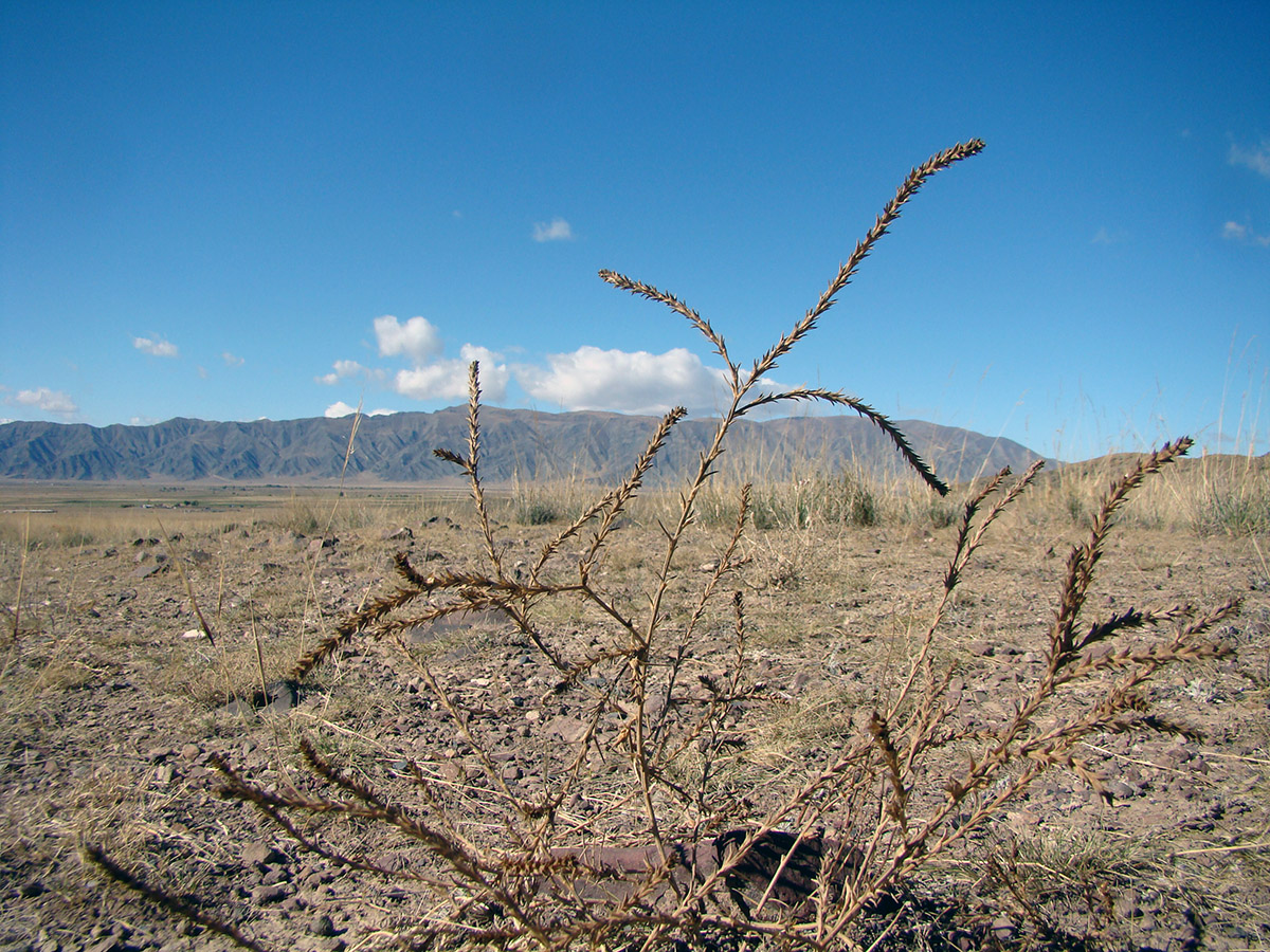 Image of Salsola collina specimen.