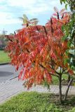 Rhus typhina. Плодоносящее растение с листвой в осенней окраске. Беларусь, г. Витебск, площадь Тысячелетия Витебска, в озеленении. 03.10.2026.