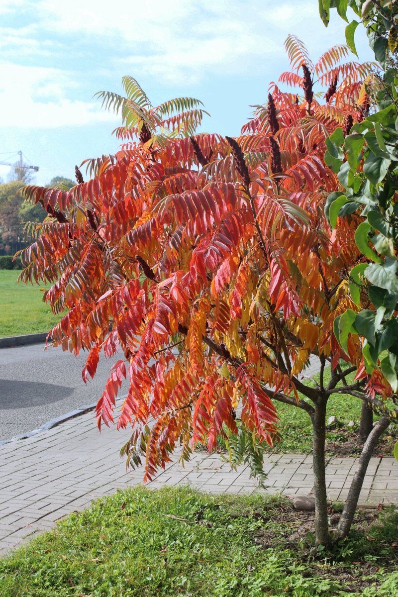 Image of Rhus typhina specimen.