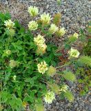 Trifolium trichocephalum