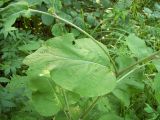 Arctium nemorosum