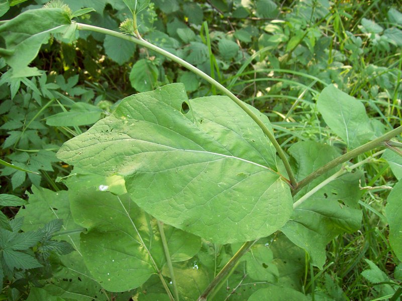 Изображение особи Arctium nemorosum.