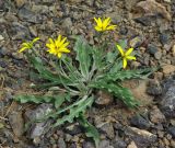 genus Scorzonera. Цветущее растение. Казахстан, Карагандинская обл., мелкосопочник. 14.05.2011.