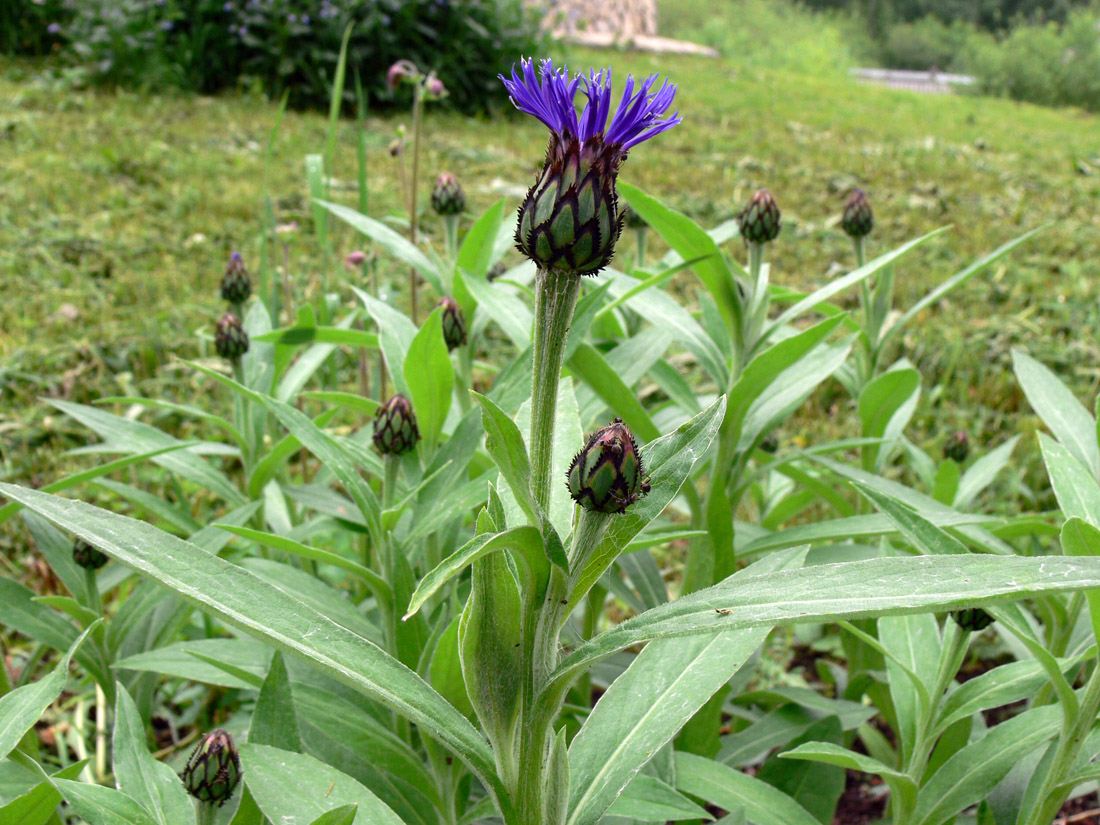 Image of Centaurea montana specimen.