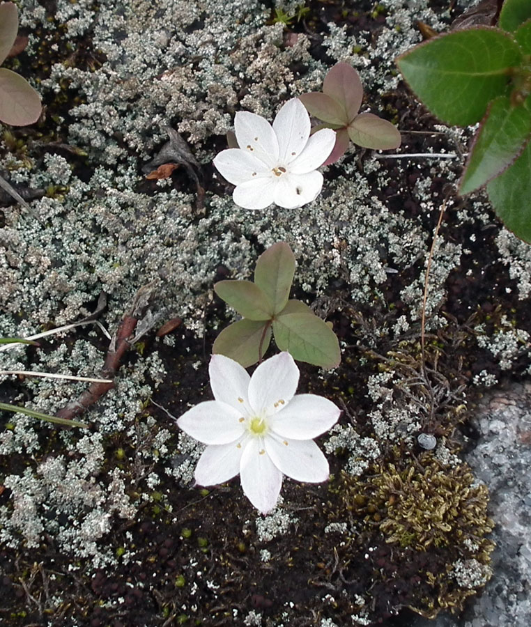 Image of Trientalis europaea specimen.