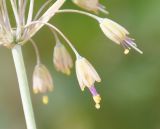 Allium paczoskianum