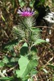 Arctium minus